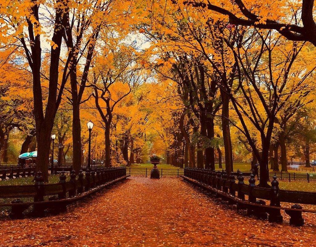 fallfoliage