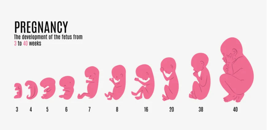 Pregnancy 3to40weeks